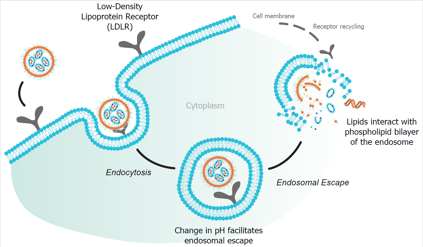 Using analytics and bioassays to de-risk your mRNA LNP drug development ...